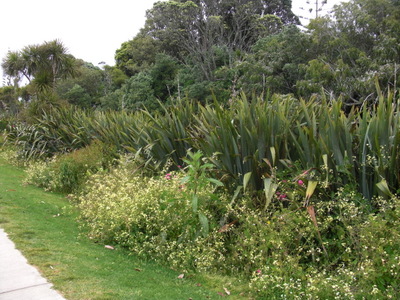 New Zealand flax